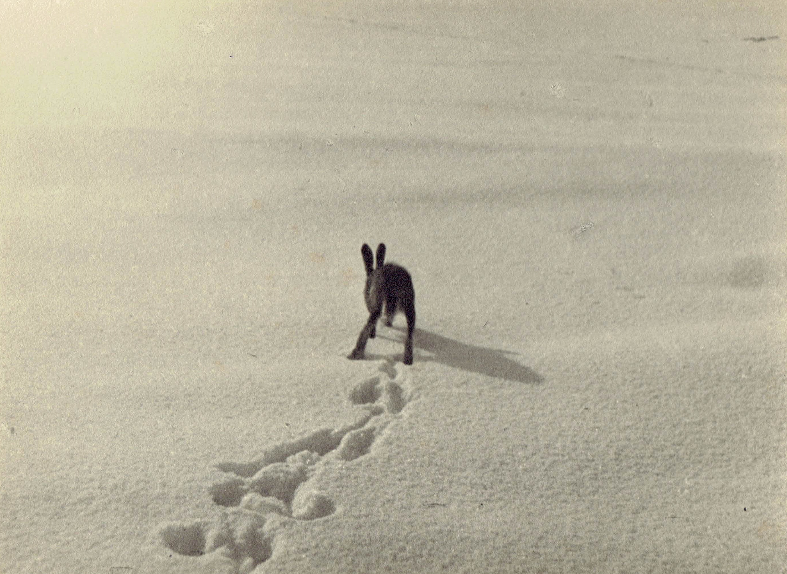 czarnobiała fotografia zająca kicającego po śniegu
