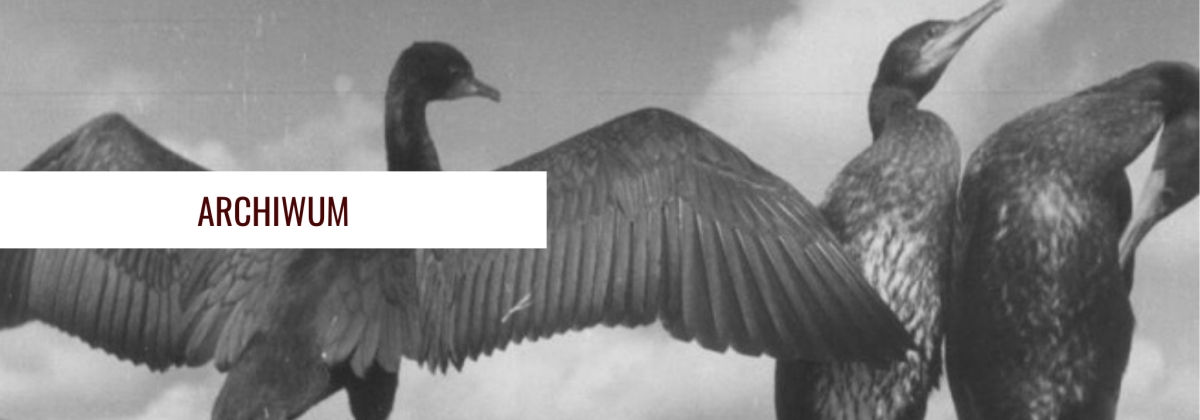 Ptaki na czarnobiałej fotografii