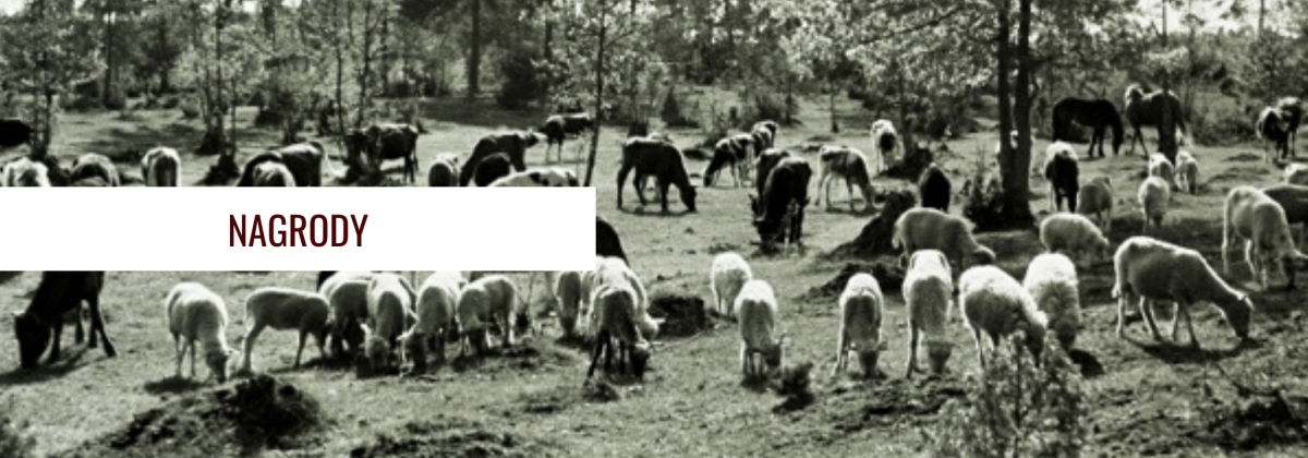 Pasące się owce