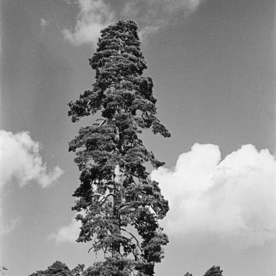 Bełdany, spław drzewa, Popielno, 22.09.1954 r