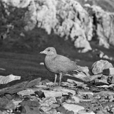 Arktyka, pisklę larusa, VII 1958 r