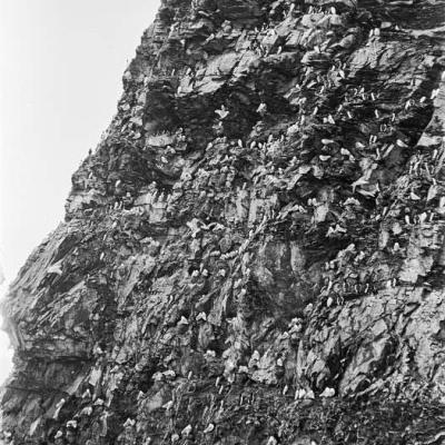 Hornsund, mewa trójpalczasta, 1957 r