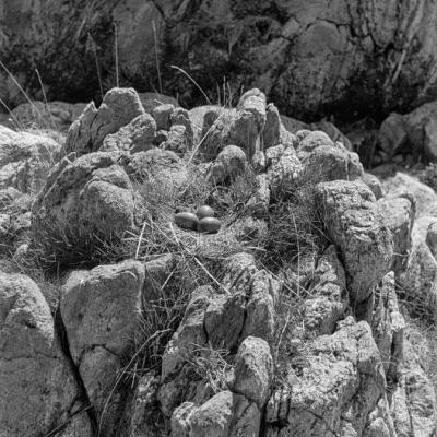 Risoja, gniazdo mewy, VI 1958 r
