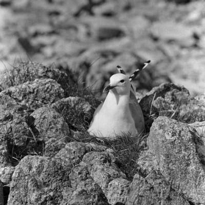 Risoja, mewa biała na gnieździe, VI 1958 r