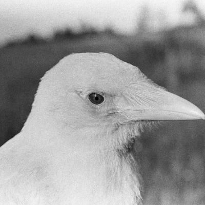 Tromso, biała wrona, VII 1958 r