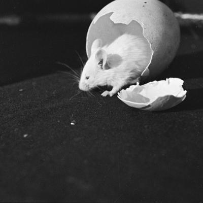 Białe myszy, Lwów