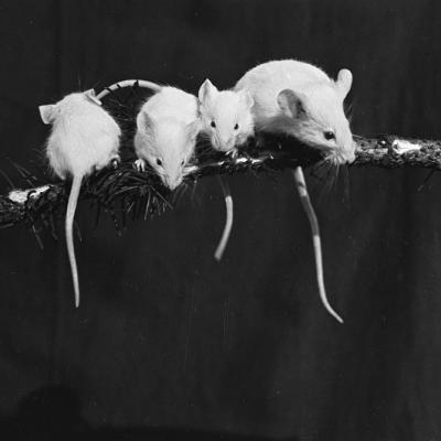 Białe myszy, Lwów, 1936 r.